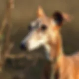 Elegant Italian Greyhound in a natural setting