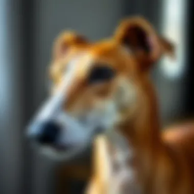 Distinctive Traits of the Italian Greyhound Close-up of the Italian Greyhound's unique features