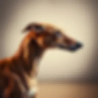 Profile of the Italian Greyhound's Sleek Build Side profile of an Italian Greyhound showcasing its physique